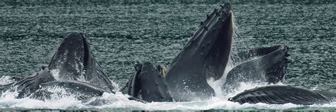 Alaskan Wildlife - Alaska Small Ship Cruises - Lindblad Expeditions