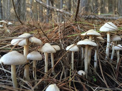 ID Request - Panaeolus cyanescens? - Mushroom Hunting and ...