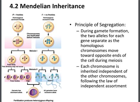 Mendelian Patterns Of Inheritance | Hot Sex Picture