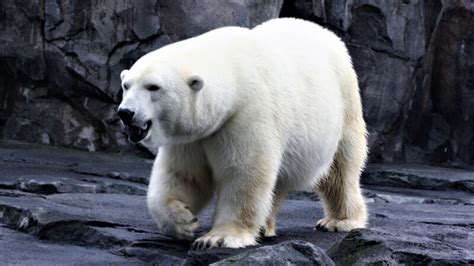 Best Polar Bear Names | Funny and Cute - EXOtella