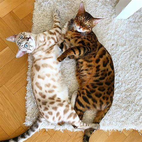 Korven & Draken from Sweden by @drakkorven ” | Baby cats, Bengal cat ...