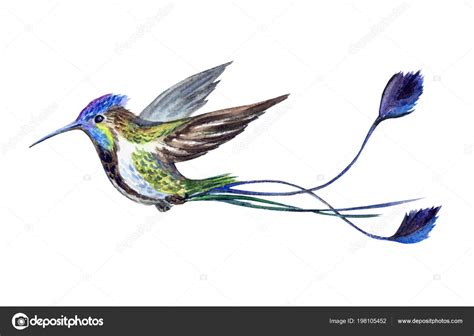 Hummingbird In Flight Drawing