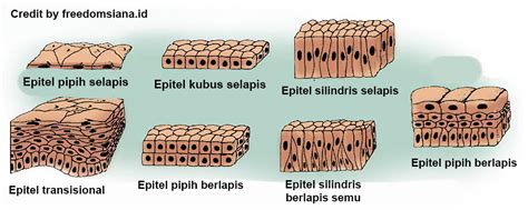 Jaringan Epitel adalah: Pengertian, Bentuk dan Struktur | Freedomsiana