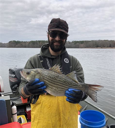 Illegal Hybrid Striped Bass Found in Lake Chesdin Highlights Stocking Regulations | Virginia DWR