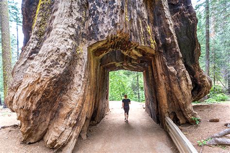 Tuolumne Grove Of Giant Sequoias Yosemite National Park | Visit ...