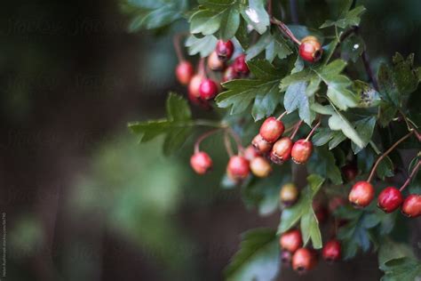 "Hawthorn Berries" by Stocksy Contributor "Helen Rushbrook" - Stocksy