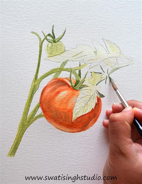 Tomato Watercolor at PaintingValley.com | Explore collection of Tomato ...