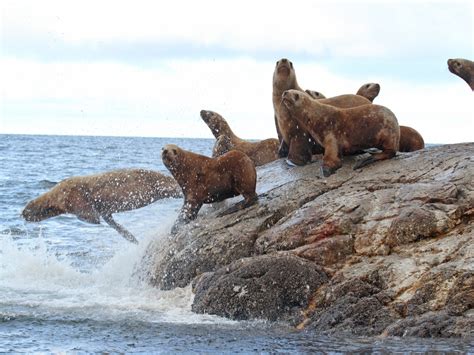 Kodiak Bear Viewing | Larsen Bay Lodge