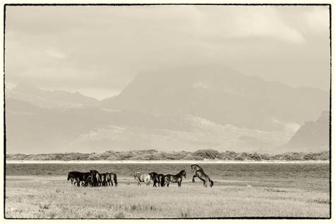 I Took Pictures Of Wild Horses In South Africa, Here Are 27 Of Them ...