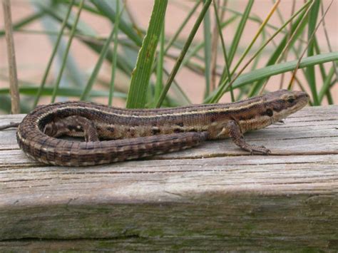 Common Lizard | BTO - British Trust for Ornithology