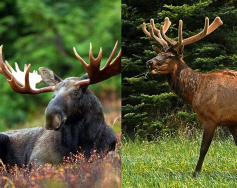 The Difference between Moose and Elk - Bear Witness Safari Tours