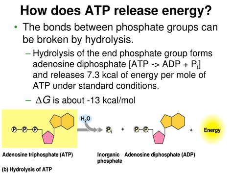 PPT - Free Energy and ATP PowerPoint Presentation, free download - ID ...