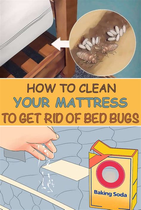 How to Get Rid of Bed Bugs in a Mattress? – The Housing Forum