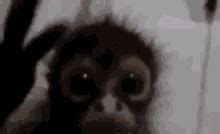 Creepy Monkey GIFs | Tenor