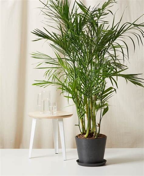 18 Indoor Plant Gifts to Brighten Your Day - Birds and Blooms