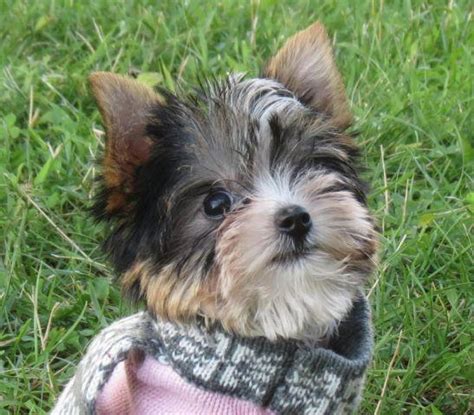 AKC Teacup parti yorkie 31 oz! for Sale in Francisville, Kentucky Classified | AmericanListed.com