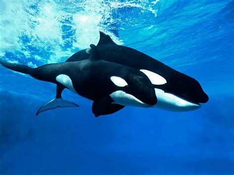 Discover the Fascinating Reason Why Orcas Have White Spots - A-Z Animals