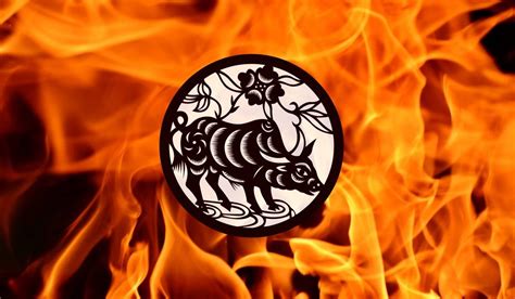 Key Traits of the Fire Ox Chinese Zodiac Sign