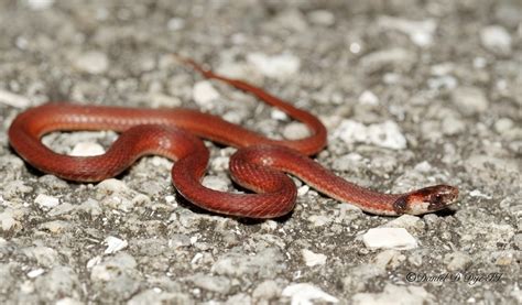 Florida Brown Snake | Florida Backyard Snakes