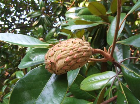 Magnolia Tree Fruit Seeds | Fruit Trees