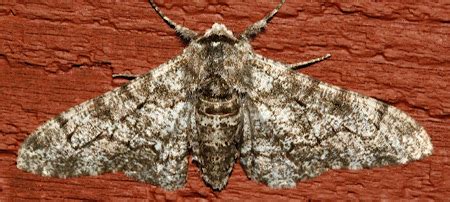 Peppered Moth Simulation | Overview & Survival from Predators | Study.com