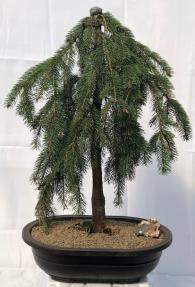 Weeping White Spruce Bonsai Tree(picea glauca pendula)