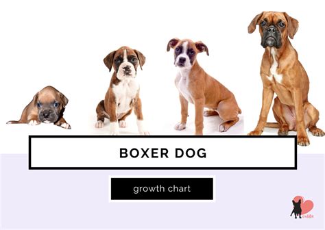 Boxer Growth Stages