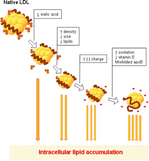 Low density lipoprotein-induced lipid accumulation is a key phenomenon of atherogenesis at the ...