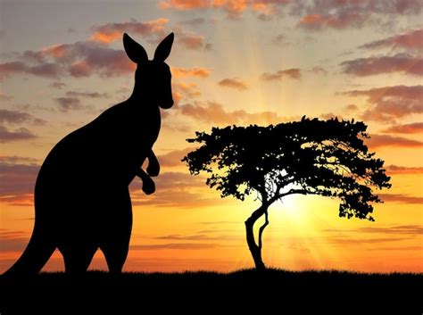 Premium Photo | Silhouette of a kangaroo on a background of a beautiful sunset