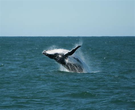 Humpback Whale Breaching Photograph by Peter K Leung - Fine Art America