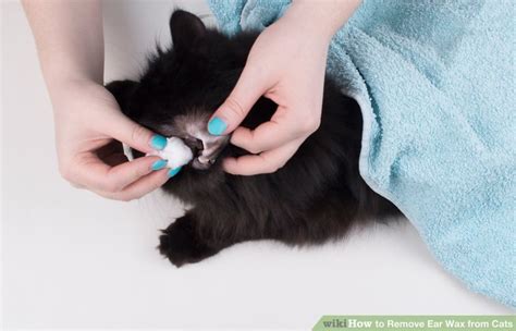 How to Remove Ear Wax from Cats: 14 Steps (with Pictures)