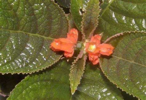 Australian Gesneriaceae