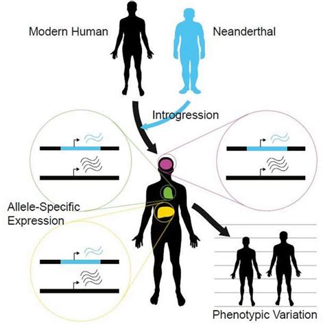 Neanderthal DNA Contributes to Human Gene Expression - Neuroscience News