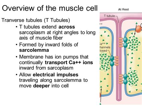 Function of t tubules