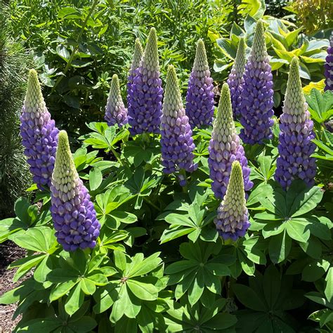 Lupinus polyphyllus 'Gallery Blue' - Lupine (4" Pot) | Little Prince To Go