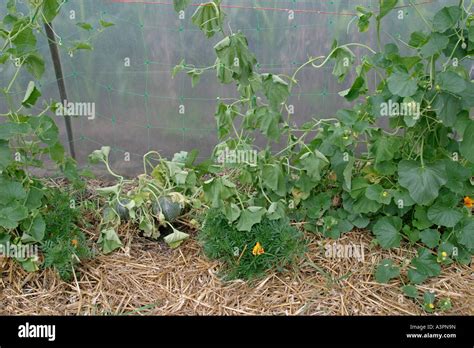 root and foot rot causes melon to wilt Stock Photo - Alamy