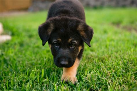 German Shepherd Puppies Dogs Wallpaper - Pictures Of Animals 2016