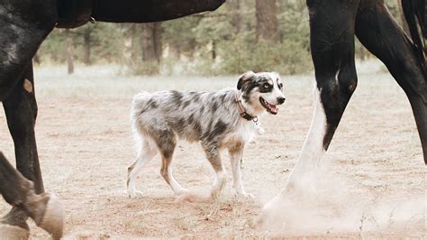 Tail Docking — Go West Mini Aussies