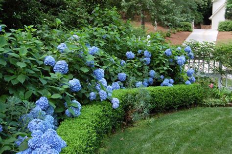 How to Care for Hydrangeas ~ Bless My Weeds