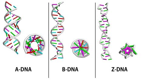 A, B and Z DNA - YouTube