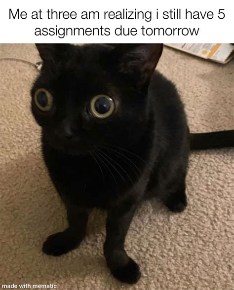 Haha cat version of the meme : r/memes