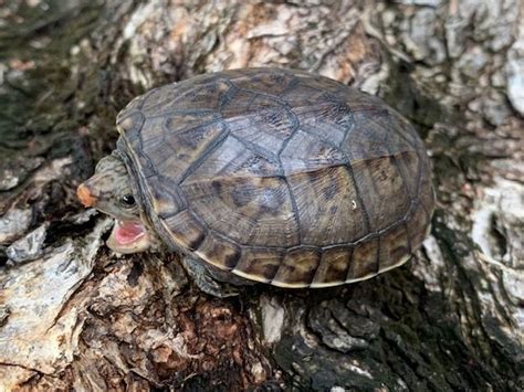 Pacific Coast Musk Turtle for sale | Snakes at Sunset