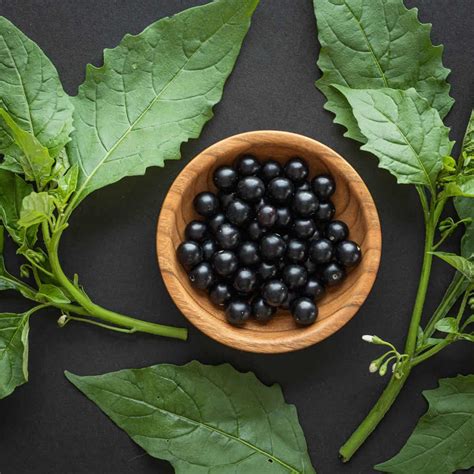 Black Nightshade Berries and Greens: A Traditional Food - Forager | Chef