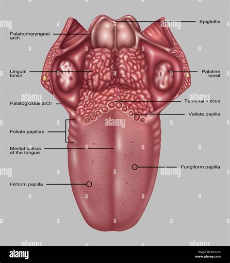 Lingual Tonsils Model