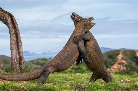 Komodo Dragons are Fighting Each Other. Very Rare Picture. Indonesia ...