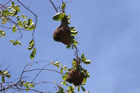 Two Weaver Bird Nests Free Stock Photo - Public Domain Pictures