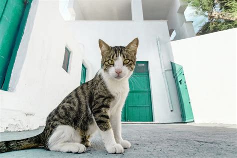 Cats In Greece - Everything That Might Interest You!