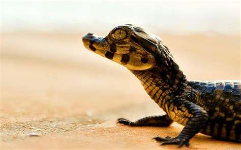 baby-crocodile-wide.jpg (1920×1200) | Crocodile animal, Baby reptile ...