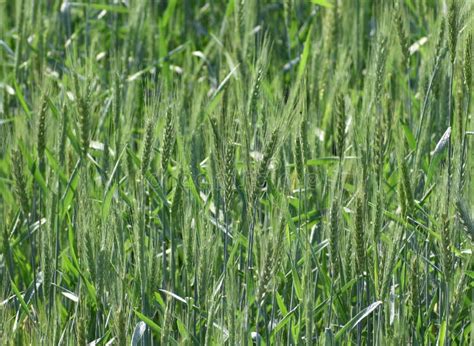 This is an Image of Wheat Farming in India . Stock Image - Image of ...