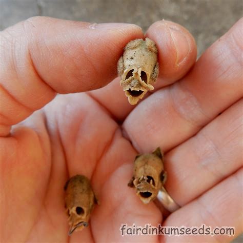 Snapdragon Goldfish Skull Flower Antirrhinum Majus Seeds | Fair Dinkum ...